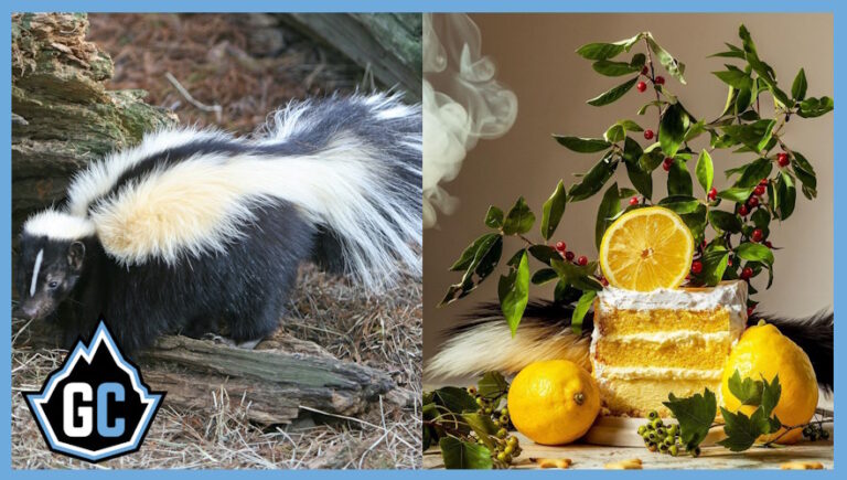 Funky Science: Why Does Weed Smell Like a Skunk? » Glacier Canna