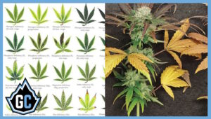 Decoding Yellow Leaves: Flushing vs Nute Burn » Glacier Canna