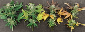 Decoding Yellow Leaves: Flushing vs Nute Burn » Glacier Canna