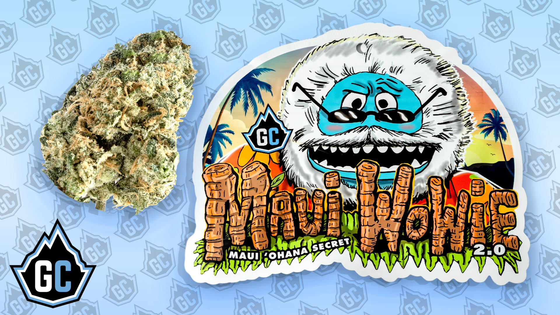 STRAIN: MAUI WOWIE 2.0 » Glacier Canna